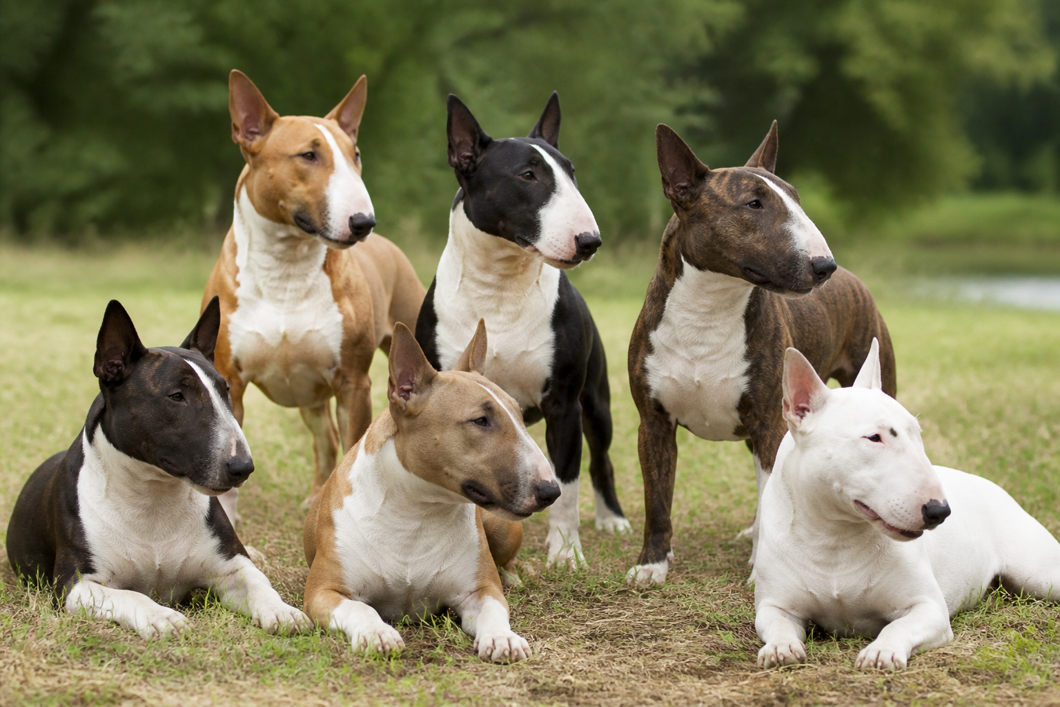 Nuancier documentaire des robes du Bull Terrier présentant le blanc et les principales robes colorées admises par le standard